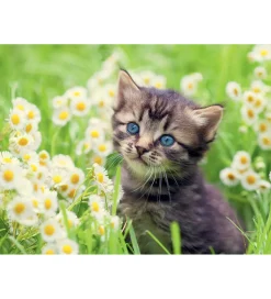 Ravensburger Puslespil - 500 Brikker - Kitten In The Meadow